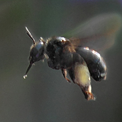 Petunia Bee Line - Click Image to Close