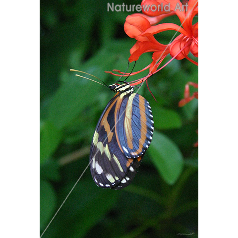 Tiger Longwing Art - Click Image to Close