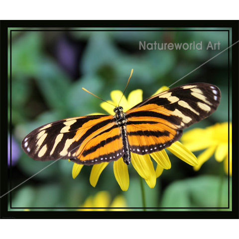Tiger Longwing 2 Print - Click Image to Close